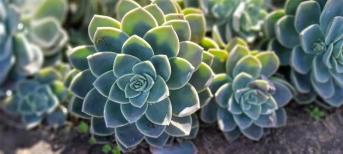 辦公室裝修:打造你的舒適綠色辦公室環(huán)境，療愈系多肉植物5選！